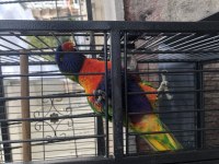 2 Yaşında Lori Papağanı 20 Kelime Biliyor