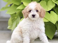 Dunyanın en zeki dizayn ırkı labradoodle F1B