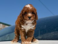 Parti Color Toy Poodle Yavrular