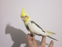 60 Günlük Full Evcil Sultan Papağanı Yavrusu