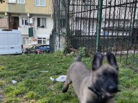 İki aylık belçika malinois erkek