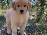 İzin belgeli üretim çiftliğinden golden retriever kapıda öde