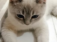 Mavi gözlü british shorthair blue point