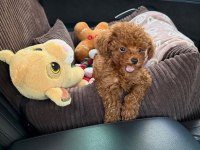 Ruhsatlı Köpek Çiftliğinden Toy Poodle Yavrularımız