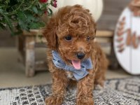 Toy Poodle Bebek