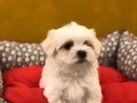 MALTESE TERRİER YAVRULARIM TESLİME HAZIR