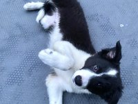 Full Eğitimli Yavru Border Collie