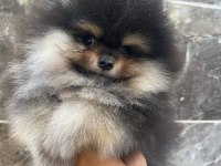 Teacup pomeranian