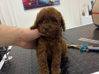 KORE KAN IRK VE SAĞLIK GARANTİLİ AŞILI DİŞİ YAVRU POODLE