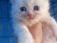 British longhair
