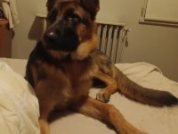 Alman çoban köpeği 5 Aylık dişi