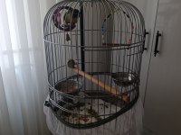 1 Yaşında Full Evcil Oyun Hamuru Green Cheek Konur