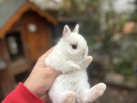 VETERİNERDE HOLLANDA LOP MİNİ LOP CÜCE TAVŞAN YAVRULAR