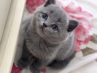 Tombul Kedimiz Gri British Shorthair