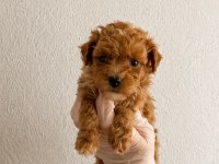 Gerçek garantili orijinal maltipoo