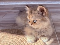 GÖZ ALICI MAVİ GÖZLÜ GOLDEN BRITISH LONGHAIR