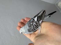 Renk güzeli yavru muhabbet kuşlar