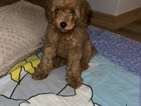 Toy poodle köpeği