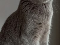 Scottish fold dişi