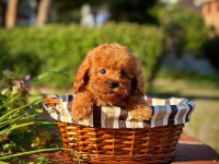 Toy Poodle Yavrular Aynı Gün Gönderim Kapıda Ödeme