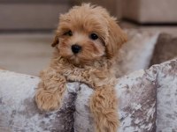 Safkan ırk garantili maltipoo yavruları mevcut