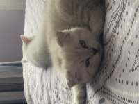 Tatlı yumurcaklar scottish fold