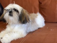 Safkan Dişi Shih-Tzu