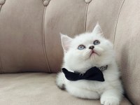 Teslime hazır yakışıklı erkek british shorthair yavrumuz
