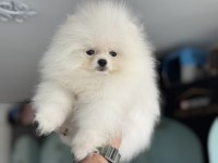Ankaranın En Kaliteli Pomeranian Yavruları