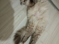 British longhair blue point 2 yaşında
