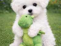 Orjinal Gerçek Maltese Terrier Yavrular