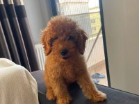 Yavru toy poodle sahiplendirme