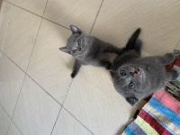 Scottish fold yavrularım yuvasını arıyor