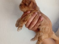 Dişi erkek maltipoo yavrular tuvalet eğitimli