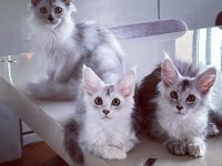 Safkan şecereli Maine coon