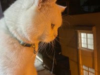 British shorthair 1 yaşında