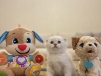 SCOTTISH FOLD SILVER YAVRULARIM 