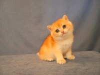 British Longhair