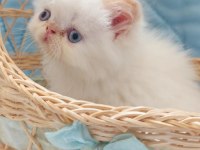 Biz büyüdük Anne babamızı arıyoruz exotic shorthair