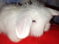Teddy lop tavşan yavrular mavi göz