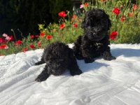 Özel Renk Maltipoo