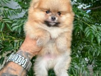 Ankarada Pomeranian Boo Köpekler