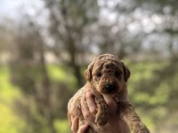POODLE YAVRULARIMIZ YENİ YUVASINA HAZIR