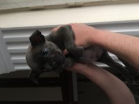 2 aylık french bulldog blue yavru