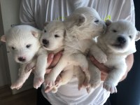 Safkan Samoyed Bebekler