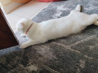 KAR BEYAZ SCOTTİSH