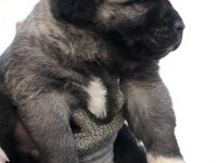 Kaliteli kangal yavrular