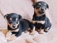 Rezerve açık pinscher bebeklerim