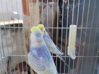RAİNBOW MUHABBET KUŞU TAKIM BİLEZİKLİ