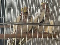2 Adet Pearl Sultan Papağanın Yavrusu